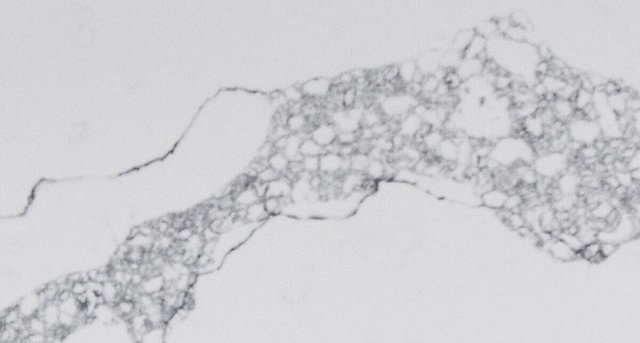 Statuario Maximus Quartz