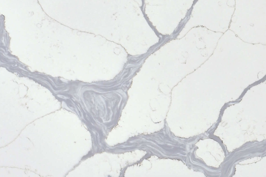 Vena Calacatta Quartz